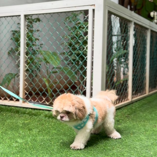🐾 Our classrooms got a little furrier today! 🐶🐱🐦🐠

Our little learners loved meeting some adorable furry, feathered, and finned friends while learning kindness, empathy, and how to care for animals. 💛

A big thank you to all our wonderful pet parents for making this day so special! 🐾

#BringYourPetToSchool #PetDay #PreschoolFun #LearningThroughLove #elemenopy